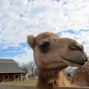 Meet your Posher, Chuck